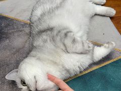 -灵美宠物诊所