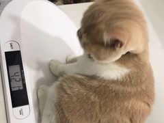 -创凡宠物医院·骨专科  猫科中心(西乡分院)
