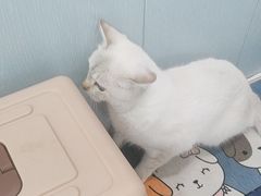 -纳吉亚猫专科动物诊疗中心(蒋宅口分院)