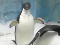 -帝企鹅自助餐厅•儿童岛•真企鹅(长隆企鹅酒店)