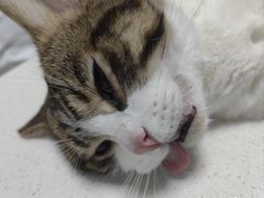-瑞派长江宠物医院·猫科·外科·24小时夜护(谊城公寓分院)