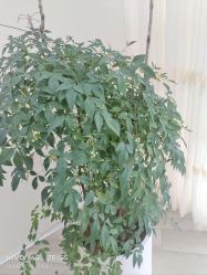 -HEYAN荷妍专业脱毛连锁机构