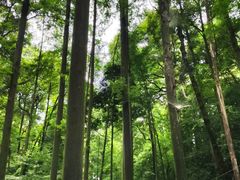 -凤栖山