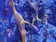 -新加坡海洋生态馆