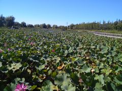 -羊亭河湿地公园