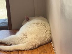 -有猫主题·治愈系猫咖(曾厝垵店)