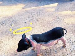 -前小桔亲子创意农场·草莓采摘·露营烧烤