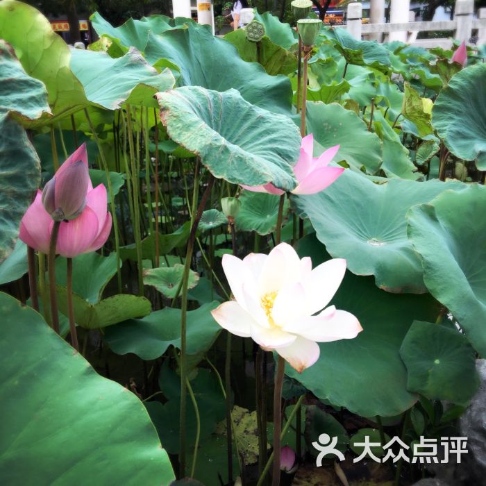 花城公园-图片-澳门景点玩乐-大众点评网