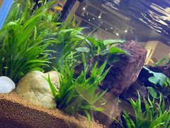 -阿莉餐厅(枣阳路店)