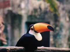 -杭州野生动物世界