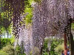 -嘉定紫藤园