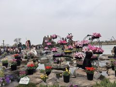 -荷兰花海