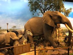 -陕西自然博物馆