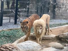 -北京野生动物园