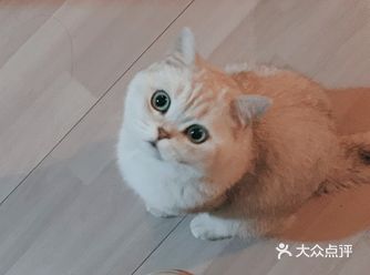 平平无奇-被某位银渐层小朋友踩醒三次 但猫猫真的好可