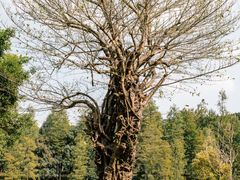 -番禺大夫山森林公园