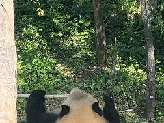 -中国大熊猫保护研究中心雅安碧峰峡基地