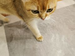 -猫小院猫主题餐厅(三里屯店)