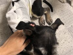 -纳吉亚猫专科动物诊疗中心(蒋宅口分院)