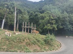 -大连森林动物园