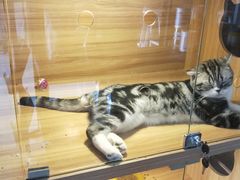 -喵百万·布偶·蓝金金渐层英短·猫舍(百子湾店)