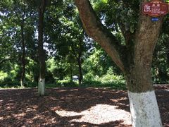 -张坝桂圆林公园