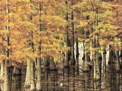 -白鹭湾湿地公园