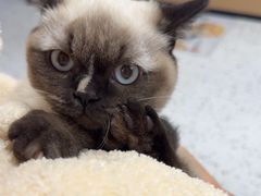 -瑞派康怡24h宠物医院·犬猫医疗中心·微创绝育(瑞景分院)