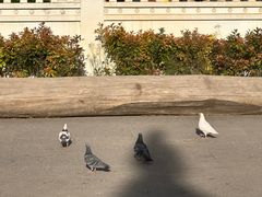 -洛阳白马寺