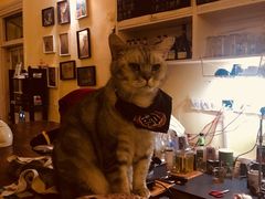 -猫色咖啡·猫咖