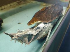 -上海大自然野生昆虫馆(东方明珠·爬宠昆虫探索中心)
