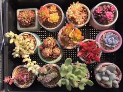 -双季花艺园艺市场(浦东店)