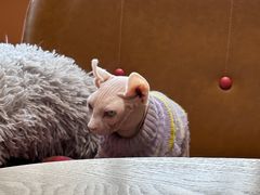 -藏猫猫咖啡主题馆(中央大道店)