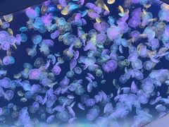 -海合安天津极地海洋公园