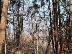 -素山寺森林公园