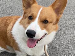 -宠福鑫康馨动物医院·骨科·眼科