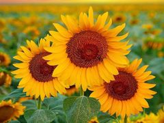 -一心一味(向西店)