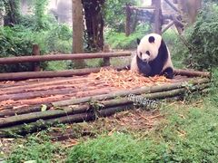 国宝-成都大熊猫繁育研究基地