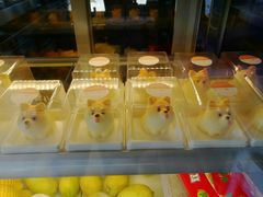 -柴犬高等学院·狗咖·柴犬售卖·宠物训练