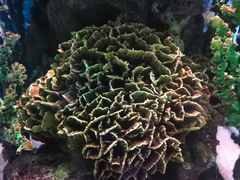 -暹罗海洋世界