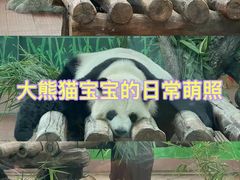-广州动物园