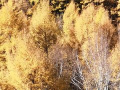 -塞罕坝国家级自然保护区