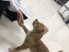 -申普宠物医院·心脏介入·心血管微创(总院)