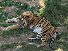 -西霞口神雕山野生动物世界
