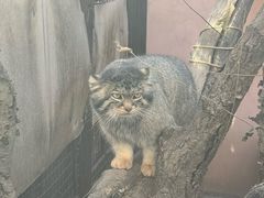 -青藏高原野生动物园