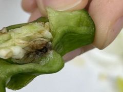 -九妹农家大铁锅东北菜(江湾店)