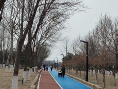 -大兴滨河森林公园