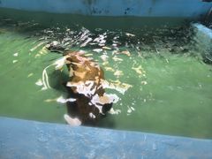 -青藏高原野生动物园