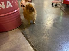 -百好乐宠物友好餐厅(朝外大街店)