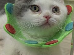 -屋虎猫馆(宝安大仟里店)
